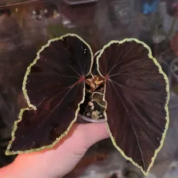 pinecones.begonias