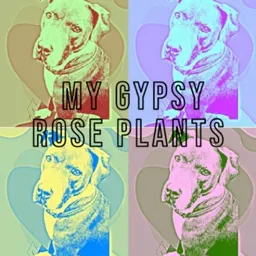 MyGypsyRosePlants