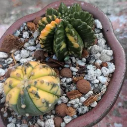 New2houseplants