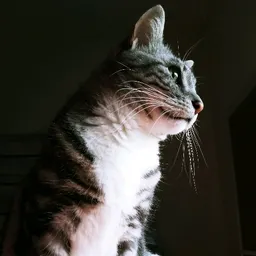 solarisShadow