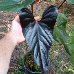 Kenpoltesplants