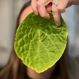 AspiringGreenThumb