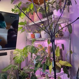 Alyssas_plantz