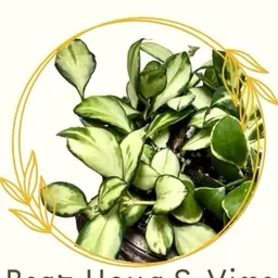 BeazHoyanVine