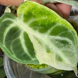 i.wetmyplants324