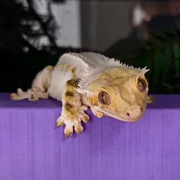 LicoriceLust