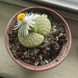 Lithop_Anonymous