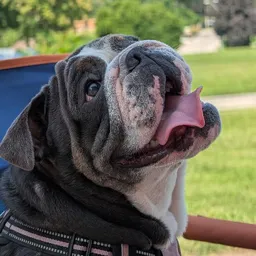 Mika_the_Bulldog