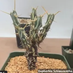 Jazzyemerald26