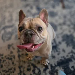 HoyaHound