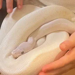mother_of_reptiles7