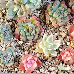 ThePlantManager
