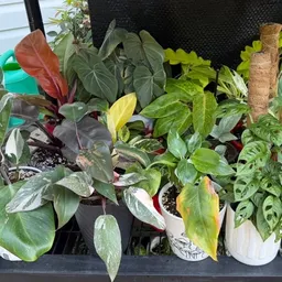 acplantmom22