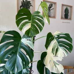 Plant_Amanda