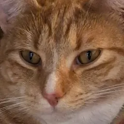 Ally_Cat