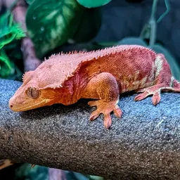 RecoveryReptiles