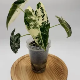 BotanicallyCreative
