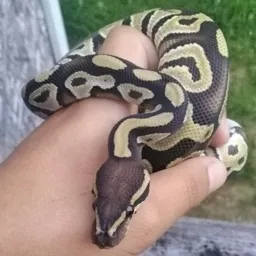 RaineNReptiles