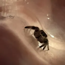 invertedinverts