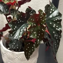 livin_w_plants
