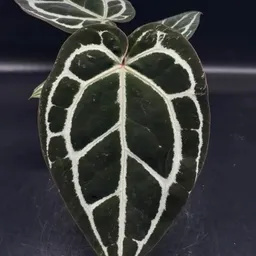 AnthuriumPleasure
