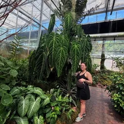 FoliageOrFoe