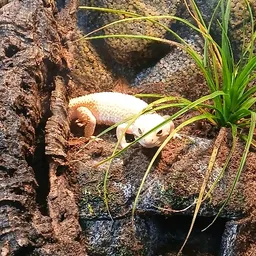 cattageckosaurus