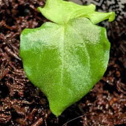 leafy.anon
