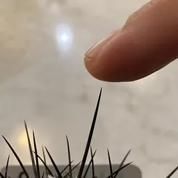 Sharpest_Spines