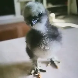 chicken_mama