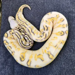 HannahVonDarwin