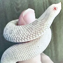 AngelaU