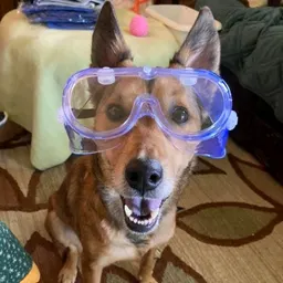 PupperzandPlants