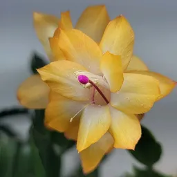 SamRa