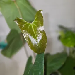 plantspeaceme