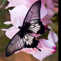 Mariposa777