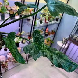Logans.plants