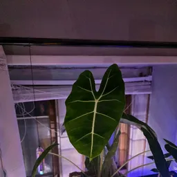 Plantspice24