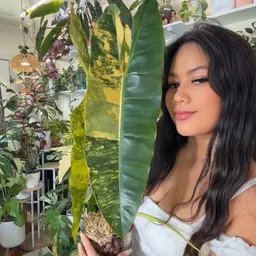 Leaf_It_To_Liza