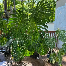 PlantsbyZana