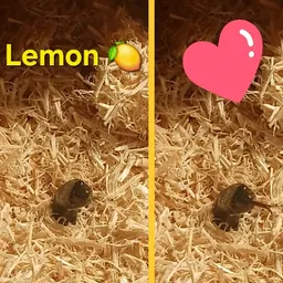 Lemon88