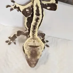 Eddie303