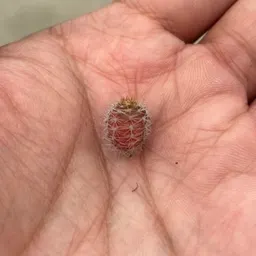 heckabig
