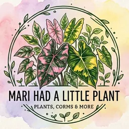 MariHadaLittlePlant