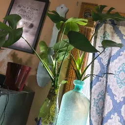 MR.Monstera91