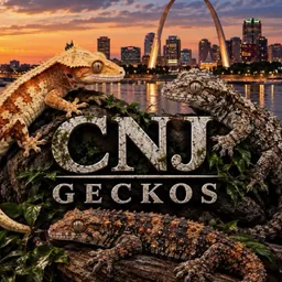 CNJGecko