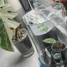 fuzzy_root_sprout49