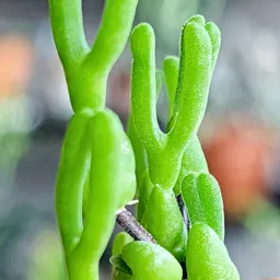 VesperH