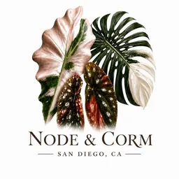 Nodeandcorm