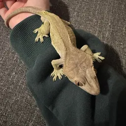 MamaNisius